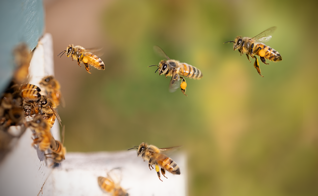 Did You Know Bees Dance to Communicate?